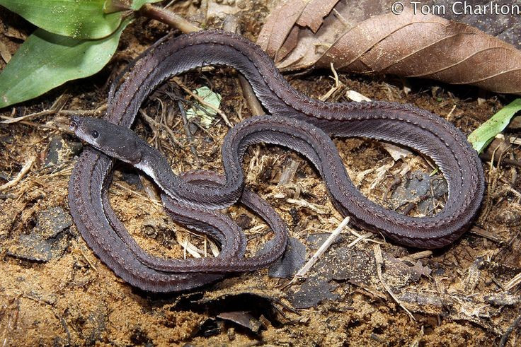 Khả năng ẩn mình tốt. Màu da tối giúp chúng ngụy trang hiệu quả giữa lá mục và bùn rừng. Ảnh: Pinterest.