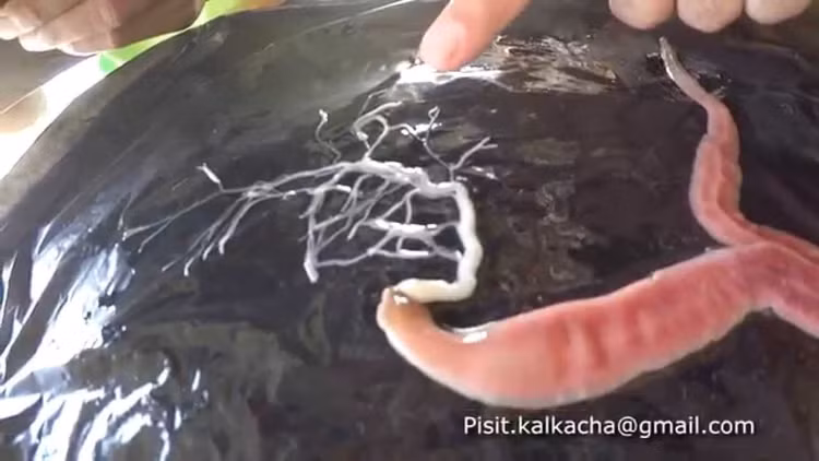 Sở hữu chiếc vòi săn mồi có thể phóng ra ngoài cơ thể. Đặc trưng nổi bật nhất của giun vòi là chiếc vòi dài, co giãn, nằm trong khoang riêng và có thể phóng ra cực nhanh để bắt mồi, quấn chặt con mồi trước khi kéo về miệng. Ảnh: ytimg.com.