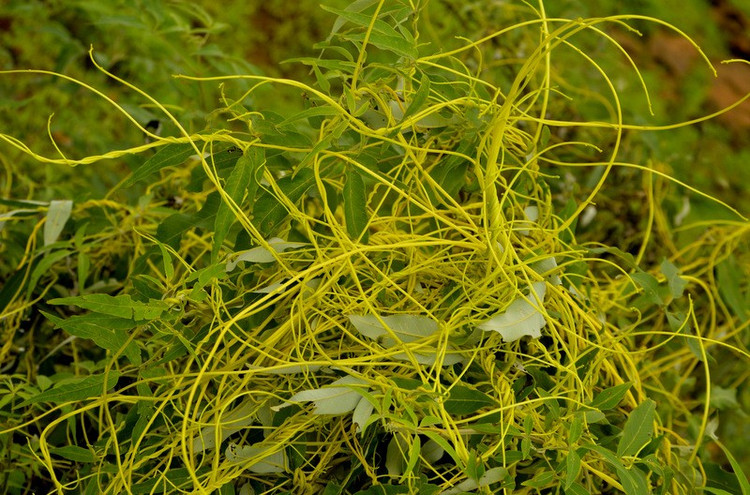 Có thể ký sinh trên nhiều loài cây khác nhau. Dây tơ hồng không quá kén chọn vật chủ, từ cây dại, cây thuốc đến cây trồng nông nghiệp đều có thể bị xâm nhiễm. Ảnh: indiabiodiversity.org.