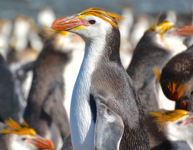 Sống trong những quần thể khổng lồ. Vào mùa sinh sản, hàng trăm nghìn cá thể chim cánh cụt hoàng gia tụ tập thành các quần thể đông đúc trên các sườn đồi và bãi đá của đảo. Những “thành phố chim” này tạo nên cảnh tượng ồn ào, náo nhiệt với vô số tiếng kêu, chuyển động và các nghi thức giao tiếp đặc trưng. Ảnh: Pinterest.