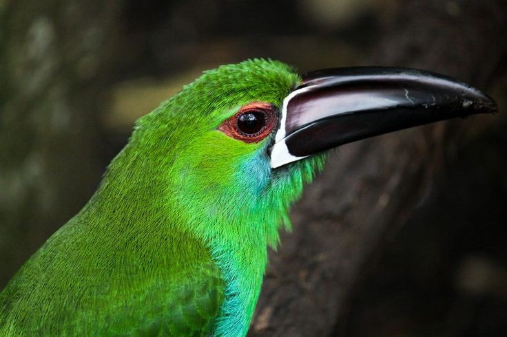 Chiếc mỏ lớn nhưng nhẹ đáng kinh ngạc. Mỏ của chim tu căng ngọc lục bảo dài và cong, cấu tạo từ keratin rỗng bên trong nên rất nhẹ, cho phép chúng hái quả, bóc vỏ và điều chỉnh nhiệt cơ thể hiệu quả. Ảnh: Pinterest.