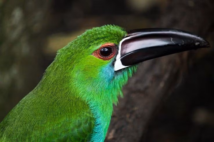 Chiếc mỏ lớn nhưng nhẹ đáng kinh ngạc. Mỏ của chim tu căng ngọc lục bảo dài và cong, cấu tạo từ keratin rỗng bên trong nên rất nhẹ, cho phép chúng hái quả, bóc vỏ và điều chỉnh nhiệt cơ thể hiệu quả. Ảnh: Pinterest.