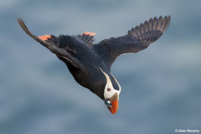 Là biểu tượng sinh thái vùng biển lạnh. Sự hiện diện của Vẹt biển ngù lông phản ánh nguồn lợi cá dồi dào. Ảnh: Pinterest.