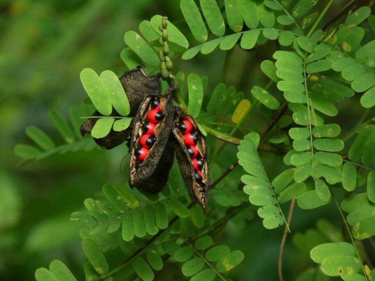 8. Ở nhiều nơi, loài cây này bị coi là xâm hại sinh thái. Vì khả năng sinh trưởng mạnh, cam thảo dây dễ lấn át thực vật bản địa nếu không được kiểm soát. Ảnh: Pinterest.