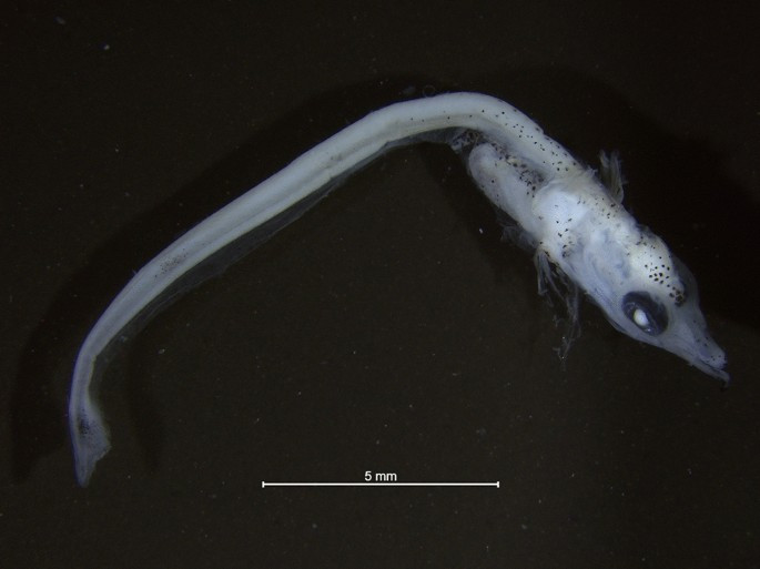 Chi phí sinh học của sự thích nghi. Việc thiếu hemoglobin khiến cá băng kém linh hoạt khi nhiệt độ nước tăng, giới hạn phạm vi sinh sống và khiến chúng nhạy cảm với biến đổi khí hậu. Ảnh: springernature.com.