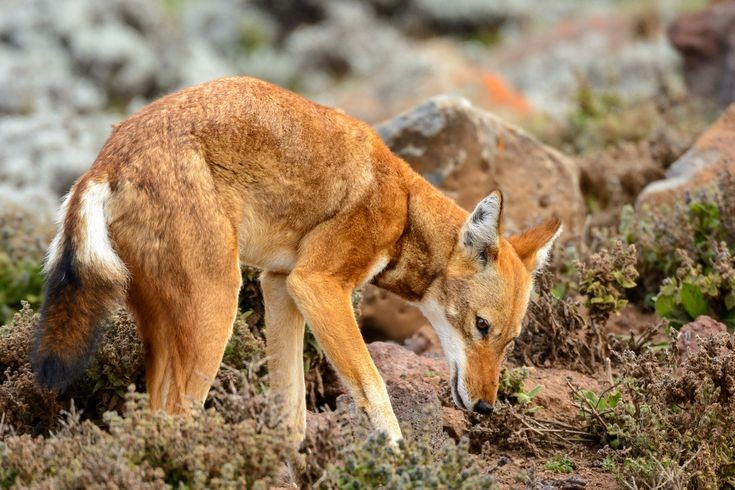 Chuyên gia săn loài gặm nhấm. Khác với sói xám thường săn mồi theo bầy lớn, sói Ethiopia chủ yếu săn đơn lẻ và tập trung vào các loài gặm nhấm như chuột chũi cao nguyên. Chúng kiên nhẫn rình rập rồi lao xuống bắt mồi bằng cú đớp chính xác. Ảnh: Pinterest.