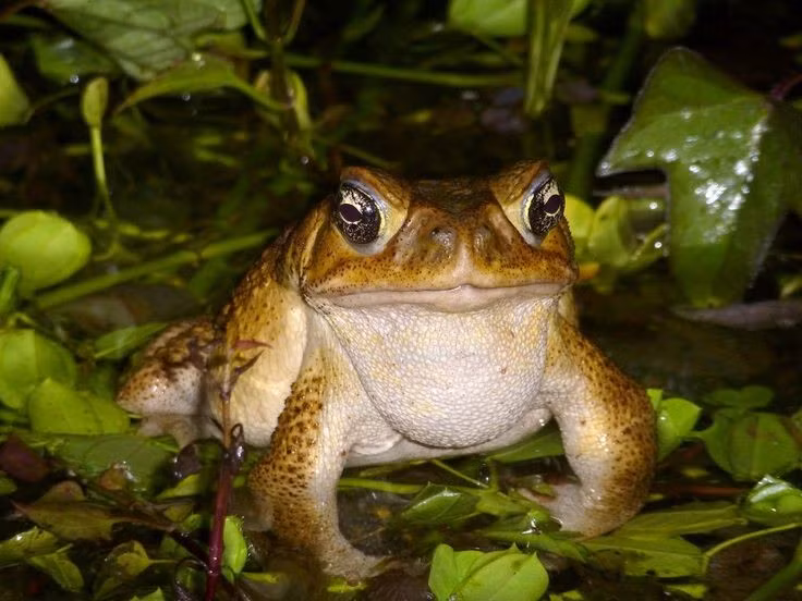 Không có thiên địch hiệu quả tại nơi chúng xâm lấn. Độc tính cao khiến hầu hết động vật ăn thịt không thể tiêu hóa nổi chúng. Ảnh: Pinterest.