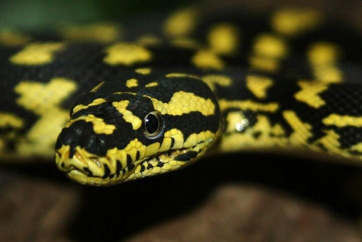 Chúng sinh sống trong nhiều môi trường khác nhau. Từ rừng mưa nhiệt đới đến vùng khô cằn, trăn thảm đều có thể thích nghi với nhiều loại môi trường. Ảnh: Pinterest.