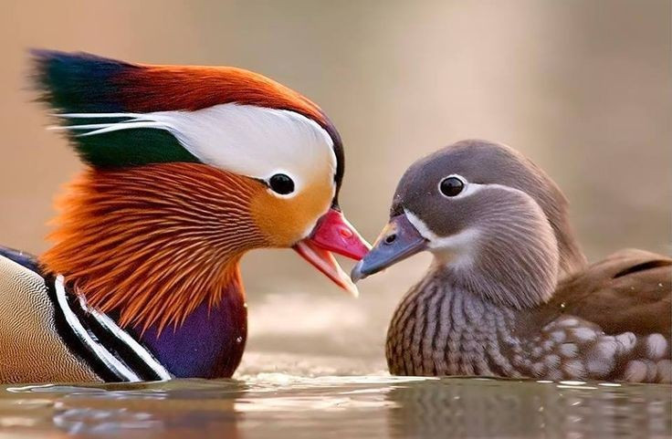 4. Không phải lúc nào cũng sống trọn đời với một bạn tình. Dù mang biểu tượng thủy chung, trong thực tế uyên ương không hoàn toàn một vợ một chồng trọn đời – chúng có thể thay đổi bạn tình sau mỗi mùa sinh sản. Ảnh: Pinterest.