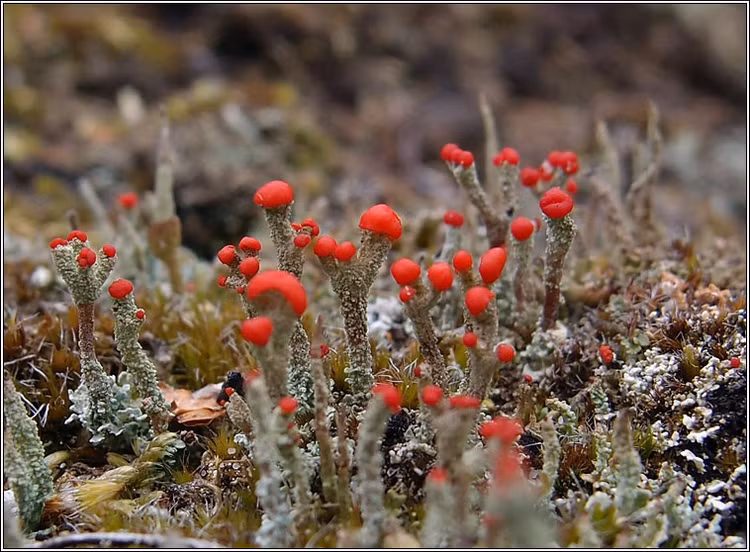 Chúng đóng vai trò trong hệ sinh thái rừng. Địa y góp phần tạo đất mùn, giữ ẩm và cung cấp môi trường cho sinh vật nhỏ khác. Ảnh: dorsetnature.co.uk.