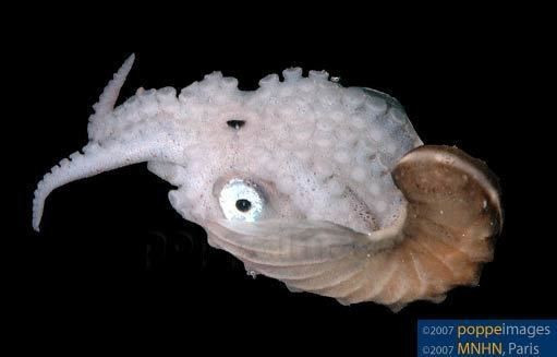 Sống trôi nổi giữa đại dương. Loài này chủ yếu sống ở vùng nước mặt, trôi theo dòng hải lưu hơn là bám đáy. Ảnh: alchetron.com.