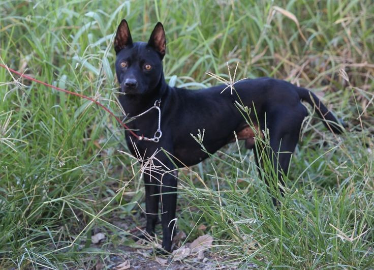 6. Bản năng săn mồi mạnh mẽ. Vốn là chó săn, chúng có khứu giác nhạy bén và khả năng lần theo dấu vết con mồi rất tốt. Ảnh: Pinterest.