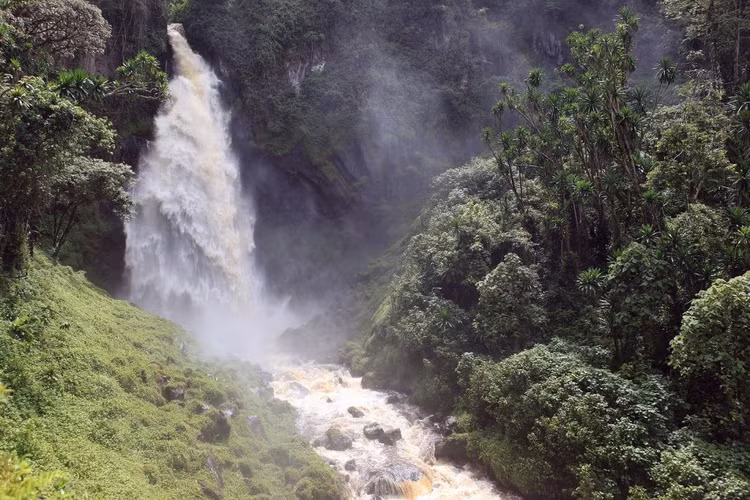 Khu vực có sự đa dạng sinh học rất cao. Nhiều loài thú, chim và cây gỗ hiếm xuất hiện trong rừng sâu của Kahuzi-Biéga. Ảnh: labaafrica.com.