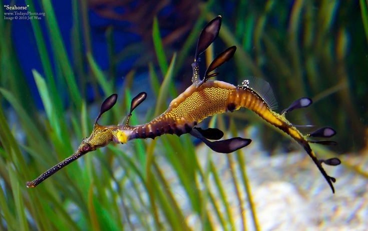 Chúng không có vây đuôi thực sự. Thay vào đó, cá hải long di chuyển nhờ các vây nhỏ li ti. Ảnh: Pinterest.