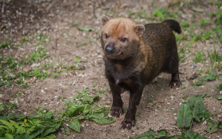Chế độ ăn linh hoạt. Thức ăn của chúng bao gồm loài gặm nhấm lớn như agouti, capybara non, chim, thằn lằn và cả cá. Nhờ chiến thuật bao vây, cả bầy có thể dồn con mồi vào góc hẹp trước khi tấn công. Ảnh: Pinterest.