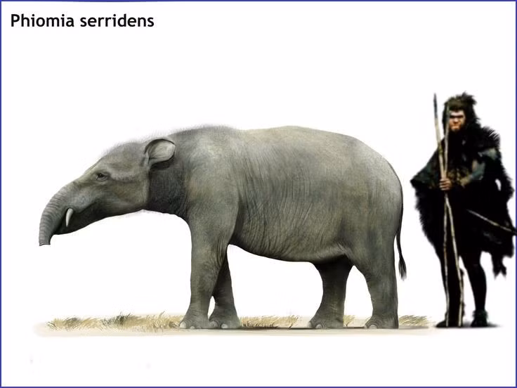 Kích thước nhỏ hơn voi hiện đại. Chúng chỉ cao khoảng 2–2,5 mét, nhỏ hơn nhiều so với các loài voi ngày nay nhưng vẫn đủ lớn để thống trị môi trường sống. Ảnh: Pinterest.