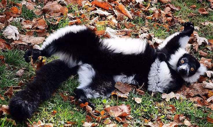 Tập tính sinh sản khá khác thường. Không giống nhiều loài linh trưởng chỉ sinh một con, vượn cáo cổ khoang đen trắng thường sinh từ hai đến ba con mỗi lứa. Con non rất nhỏ và yếu nên mẹ thường làm “tổ” bằng lá và cành cây để đặt con vào đó trong những tuần đầu đời. Ảnh: Pinterest.