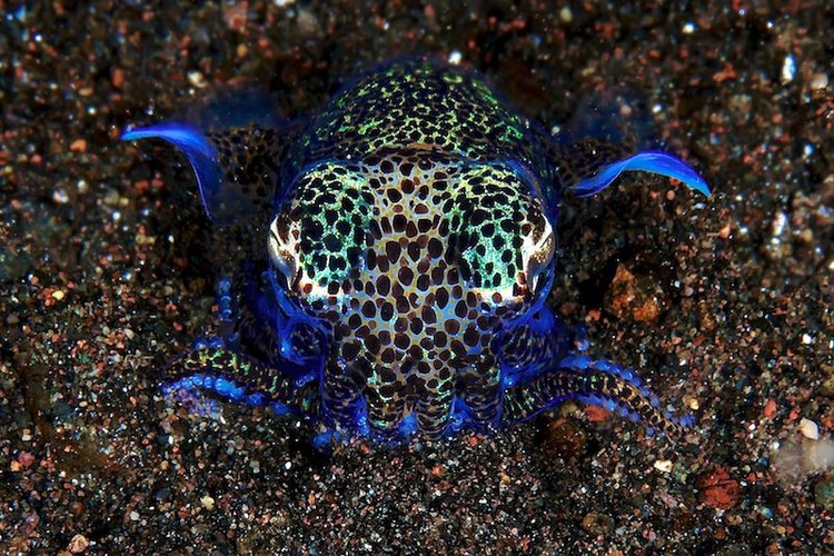 Ban ngày chôn mình trong cát. Chúng vùi cơ thể vào lớp cát mịn chỉ để lộ đôi mắt tròn để quan sát mọi động tĩnh. Ảnh: Pinterest.