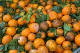 Quýt sim giá rẻ đổ bộ thị trường Việt 