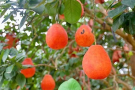 Bưởi đỏ Đông Cao 400.000 đồng/quả hút khách dịp Tết 