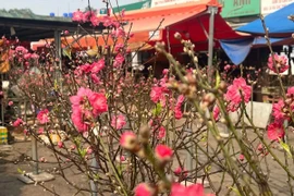 Đào khoe sắc khắp phố trước Tết Nguyên đán Bính Ngọ 2026