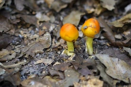 Nấm trứng gà – món đặc sản rừng có giá cao, hiếm mùa