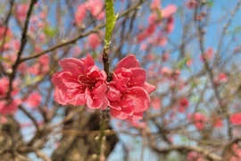 Đào cổ thụ sẵn sàng đón Tết Nguyên đán Bính Ngọ 2026