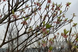 Đào chuông Yên Tử giá tiền triệu hút khách dịp Tết