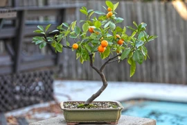 Những loại bonsai trái cây rực rỡ hút tài lộc