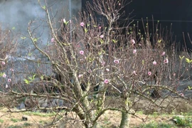 Đào cổ thụ cho thuê giá trăm triệu hút khách chơi Tết 