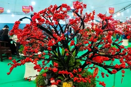Đào đông đỏ nhập khẩu rực rỡ đón Tết Bính Ngọ 2026