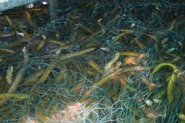 Nông dân nuôi lươn ở Đồng bằng sông Cửu Long đối mặt khó khăn lớn