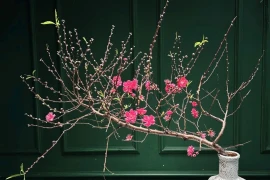 Đào huyền mini độ bổ thị trường, hút khách chơi Tết Bính Ngọ 2026 