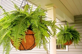 Những loại cây phù hợp cho không gian thiếu sáng