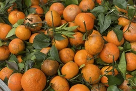 Quýt sim giá rẻ, vị ngọt đậm gây sốt thị trường