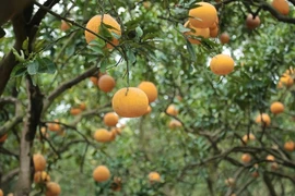 Vườn bưởi Diễn vào cao điểm thu hoạch chuẩn bị Tết Nguyên đán