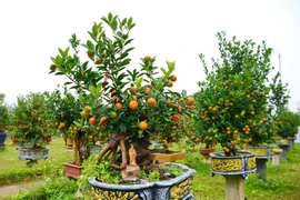 Quất mộc căn tiền triệu hút khách dịp Tết Bính Ngọ 2026