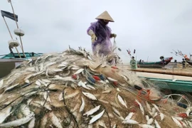 Ngư dân Hà Tĩnh trúng đậm cá trích đầu năm 