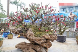 Đào thất thốn leo gỗ hoàng đàn giá nửa tỷ gây chú ý dịp Tết 