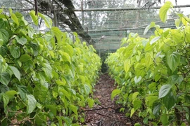 Lá trầu không vụ Tết mang lại nguồn thu lớn cho người dân Nghệ An