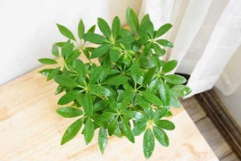 5 loại cây nhỏ dễ trồng'kéo' tài lộc vào nhà 