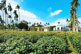 Cúc đỏ mới gây sốt thị trường hoa Tết