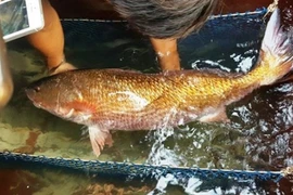 Loài cá quý hiếm giá tiền tỷ ở Việt Nam được 'săn lùng'