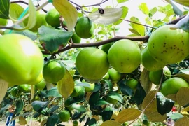 Loài cây xưa mọc hoang nay được lùng mua dịp Tết