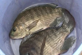 Loài cá có đầy ở ao hồ Việt Nam được thị trường quốc tế săn đón