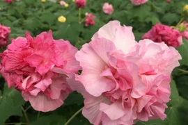 Những cây trồng trước cửa giúp gia chủ hút lộc