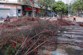 Sức mua chậm, người buôn đào quất chặt bỏ hàng trăm cành 