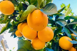 Vườn cam trĩu quả tại Mỹ của diễn viên Diệu Hương