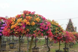 Từng bị 'thất sủng', hoa giấy hồi sinh hút khách chơi Tết