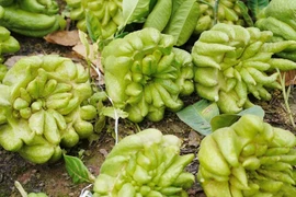 Làng phật thủ Đắc Sở tất bật chuẩn bị Tết Nguyên đán 2026